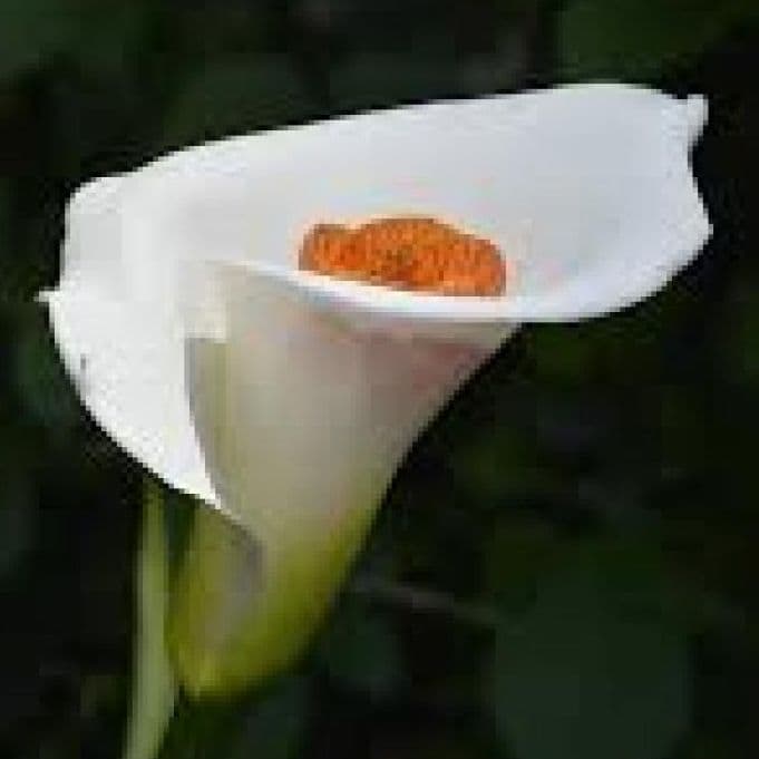 Memorial